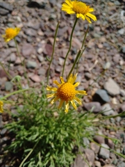 Helenium donianum
