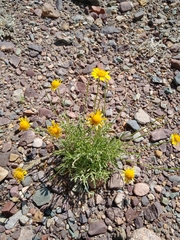 Helenium donianum