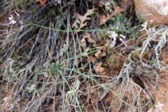 Boechera quadrangulensis