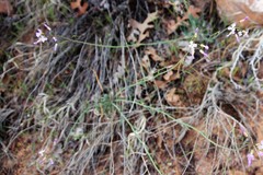 Boechera quadrangulensis