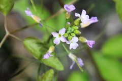 Boechera quadrangulensis