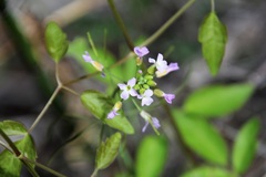 Boechera quadrangulensis