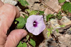 Camote