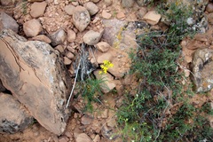 Sisymbrium linifolium