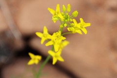 Sisymbrium linifolium