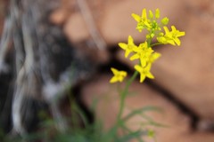 Sisymbrium linifolium