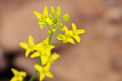 Sisymbrium linifolium