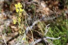 Sisymbrium linifolium