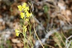 Sisymbrium linifolium