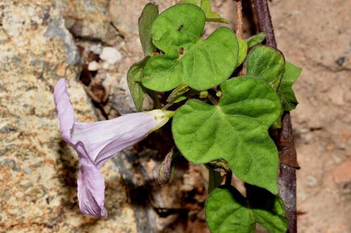 Camote (Ipomoea batatas)