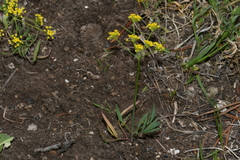 Lomatium ambiguum