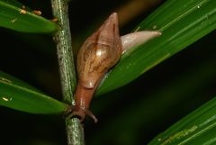 Euglandina striata