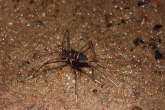 Phalangopsis