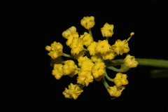 Lomatium ambiguum