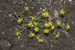 Lomatium ambiguum