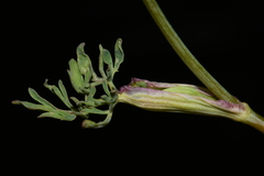 Lomatium ambiguum
