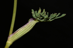 Lomatium ambiguum