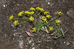 Lomatium ambiguum