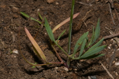 Lomatium ambiguum