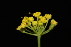 Lomatium ambiguum