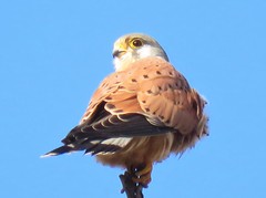 Falco tinnunculus tinnunculus