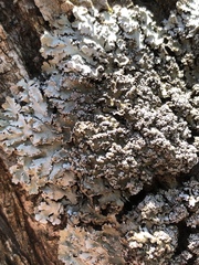 Physconia leucoleiptes