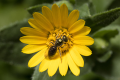 Lasioglossum loetum
