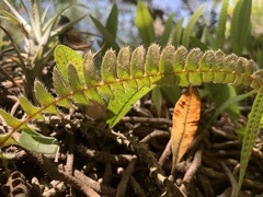 Pleopeltis lepidopteris
