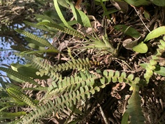 Pleopeltis lepidopteris