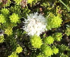 Agathosma apiculata