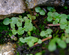 Erythranthe alsinoides