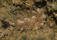Actinostella flosculifera