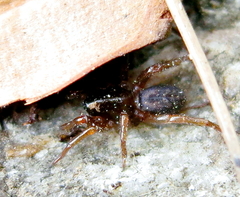 Selamia reticulata