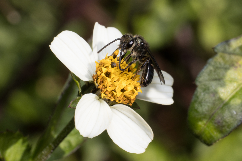 Lasioglossum chalcodes