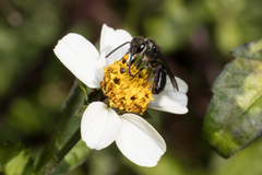 Lasioglossum chalcodes
