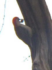 Melanerpes carolinus