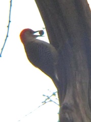 Melanerpes carolinus