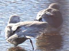 Larus glaucescens