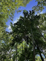 Hydriastele wendlandiana