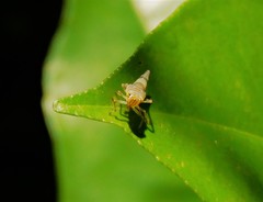 Cicadellidae