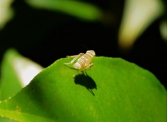 Cicadellidae