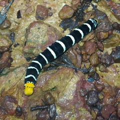 Isognathus swainsonii