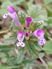 Lamium amplexicaule