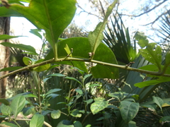 Solanum diphyllum image