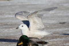 Larus glaucoides
