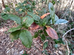 Image of Quercus parvula