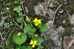 Viola biflora
