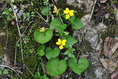 Viola biflora