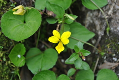 Viola biflora