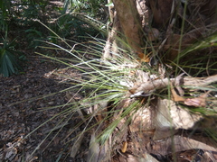 Tillandsia bartramii